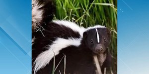 Everything you need to know about rabies