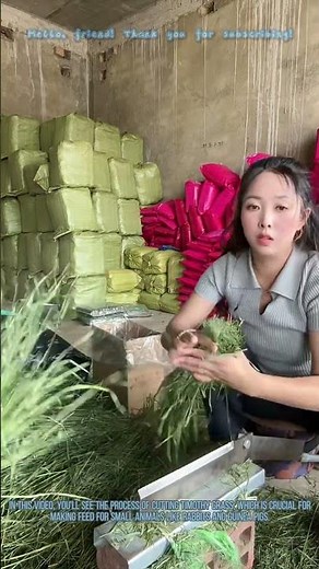 Cutting Timothy Grass: Essential for Small Animal Feed