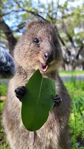 cute Quokka eating leaf 🤫❤️