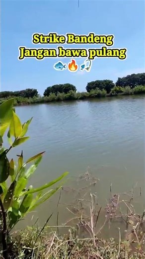 STRIKE BANDENG‼️ SUARA TARIKANNYA BIKIN MERINDING😱🎣 #fishing #mancingmania