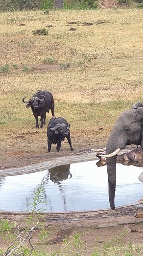 92K views · 698 reactions | Buffalos and an Elephant meet at a water hole in Kruger National Park, South Africa #reel #safari #amazing #wildlife #animals | Latest Wildlife Sightings | Facebook