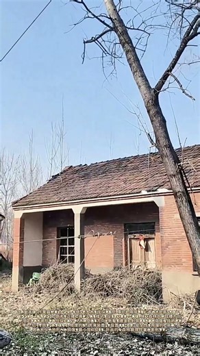 倒木を制す：二本の命綱が誘う巨木の軌跡