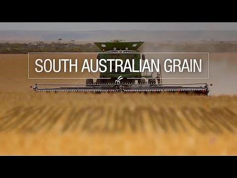 South Australian grain (2025)