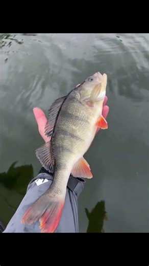 🎣 Okonie bez LiveScope’a? Da się i to jak! #razorfishing #pearch #fishinglife