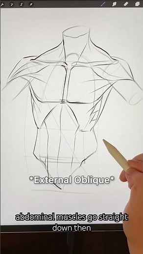 How to draw a male torso. #arttutorial #anatomydrawing #drawanimeacademy #drawing