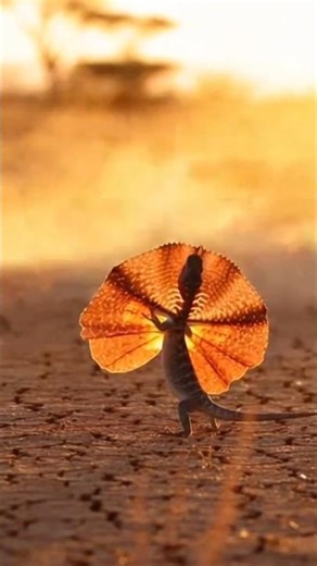 This Fox Picked the WRONG Lizard to Attack! 😳🦎 #shorts #viralshorts #trending