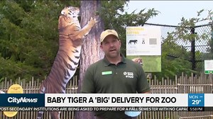 13K views · 336 reactions | An endangered Amur Tiger cub has been born at the Toronto Zoo . Videographer Audra Brown with how the little addition is overcoming odds and stealing hearts. | CityNews Toronto | Facebook
