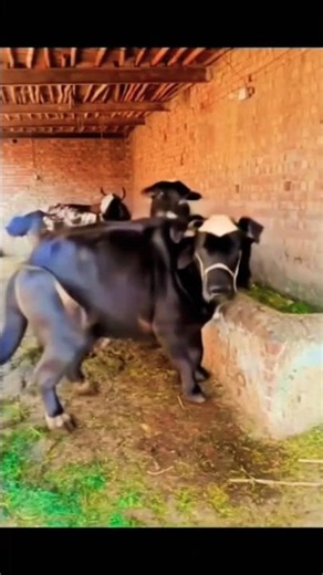 🤪देखो भेस केसे नाच रही |||#short #funny #viral#trending #fans