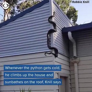 74K views · 449 reactions | A man in Australia spotted a snake crawling around his garage, and says it refuses to leave. The perssssssistent python named Dirk is 9 feet long and has an interesting hobby | News 4 WIVB Buffalo | Facebook