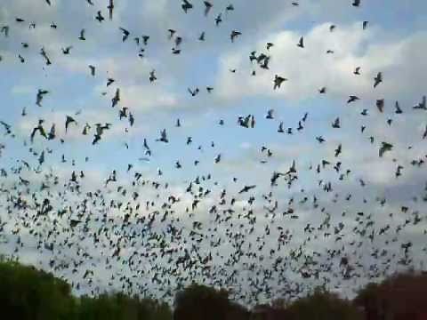 Flight of the Mexican Free-tailed bat at Bracken Cave