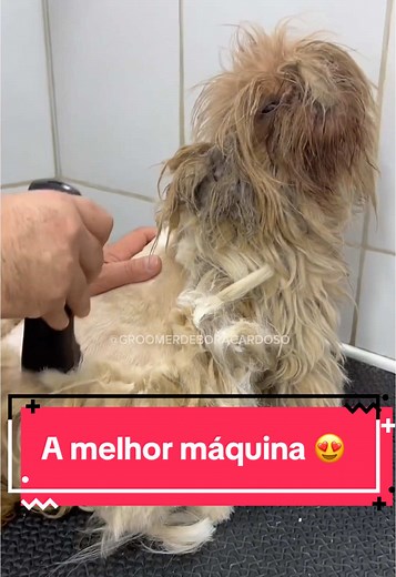 Melhor Máquina de Tosar Cachorros Profissionais
