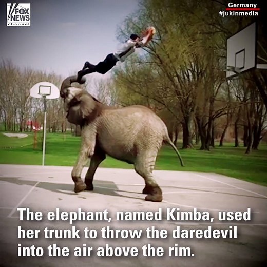580K views · 3.7K reactions | A circus performer dunked a basketball with a big assist from an elephant. The elephant used her trunk to throw the daredevil into the air above the rim. | Fox News | Facebook