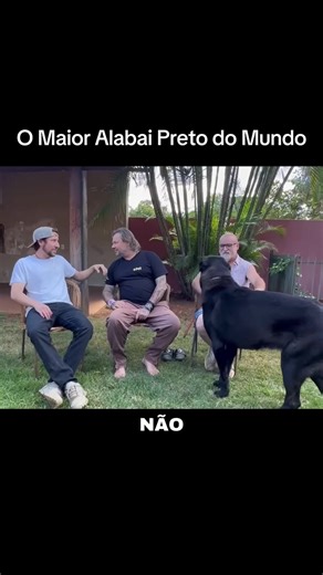 Alabai Preto Gigante