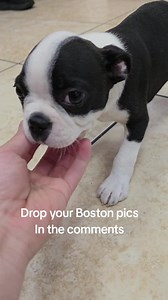 Drop your Boston pics in the comments 👇 #bostonterrier #bostonterriers #bostonterrierpuppy #puppyface