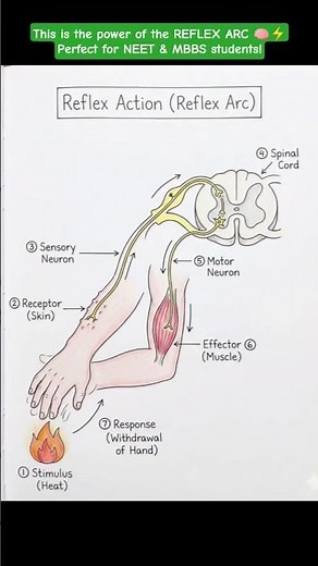 🔥 Reflex Action Explained in 30 Seconds! For Neet , MBBS and boardexam #reflexaction#reflexarc #neet