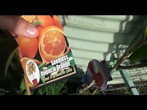 Seedless Valencia Orange Tree Garlic Tomatoes and Purple Asparagus
