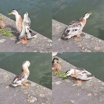 Flap&Ruffle&Bend&Scratch (Duck)