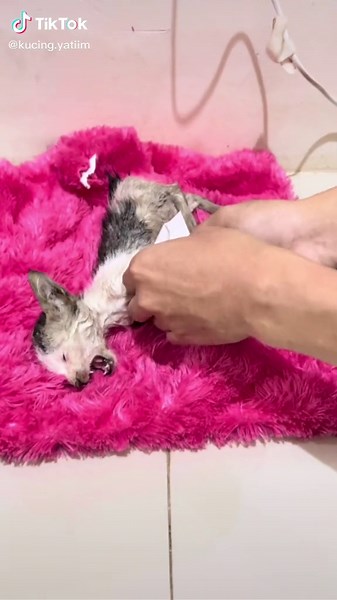 Nemu anak kucing di pinggir jalan. #catsoftiktok #kucinglucu