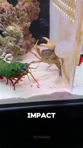 The Boxer Of The Ocean!