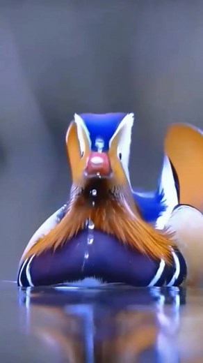 See the most beautiful birds now! #beautiful #amazing #bird