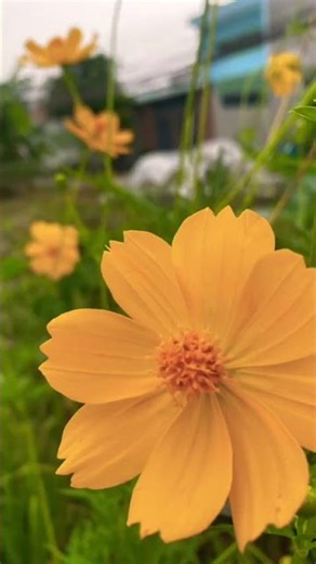 Trả lại em màu tím #mientay #tamtrang #saonhai #nhachaymoingay #nhactrutinh #bolero #shorts