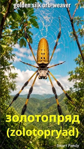 8 Fascinating Spider Names in Russian 🕷️ Spider Names in Russian