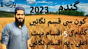 1K views · 68 reactions | 20 recent varieties of wheat crop has been...