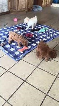 Mini Schnooodles! Iowa puppies for sale!