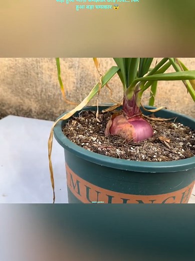 Growing Onions: Essential Tips for Home Gardening