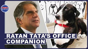 1K views · 21 reactions | Goa, a black and white stray is the only one in the Bombay House who can lay claim to being Ratan Tata's favourite. Karishma Mehta, the founder of 'Humans of Bombay' revealed Goa in a LinkedIn post. The dog even attends his meetings tucked comfortably in the chair next to his. The post has now gone viral on social media. #RatanTata #RatanTataDogs #Goa #TimesNow #TimeNowNews #TNOriginals #TimesNowOriginals | TIMES NOW | Facebook