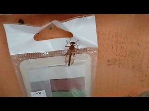 ​🐝 ​Close-Up of a Robber Fly (Asilidae) Perched Indoors