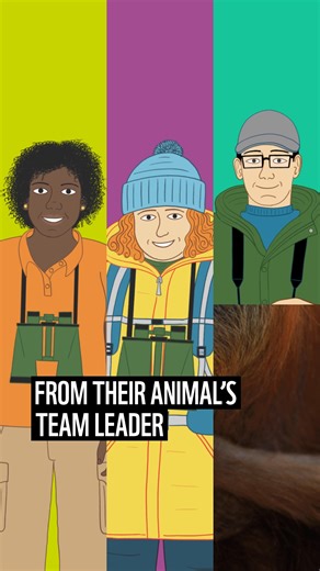 3.9K views | Our animal adoptions are perfect for kids - they'll receive a cuddly toy, wild welcome pack, and get the latest news from their animal's team leader. Adopt an animal with WWF from £5 a month. | WWF UK | Facebook