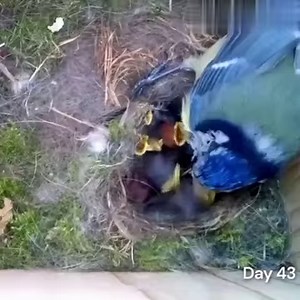 Beautiful 60-day timelapse of a bird building a nest and raising her kids until they fly away from home. This is the magic of life. | Lex Fridman