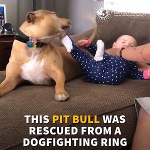 226K views · 3.2K reactions | Every pet deserves a loving home. | Power of Positivity | Facebook