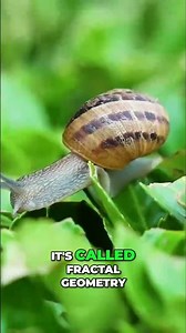 Fractals Explained: The Geometry of Nature (Trees, Snails & More!) #shorts