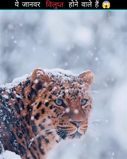 Animals on the verge of Extinction 😱