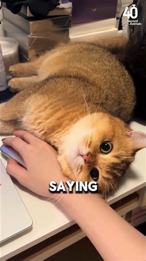 Why Are Cats Obsessed With Keyboards?