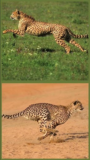 How Does a Cheetah Run So Fast?