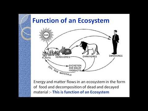 Lecture 02: Ecosystem structure and Function
