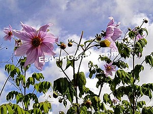 Árbol Dahlia, Dahlia Imperialis 🌿 Todo Sobre Jardinería Y Diseño De Jardines - 2025