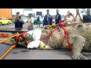 15 Largest Crocodiles In The World!