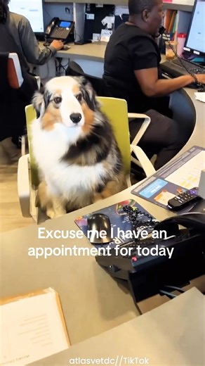 Dog Is Part Of The Front Desk 🐶🐾😂