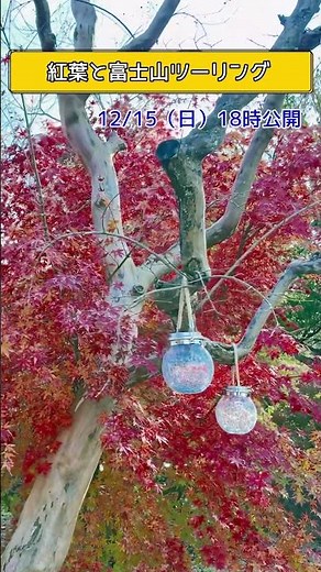 【河口湖・西湖】紅葉と富士山ツーリング＜カブで旅するおばさんの動画＞ #クロスカブ #ツーリング #バイク旅 #カブ旅 #モトブログ #カブ #原付旅 #河口湖 #富士山