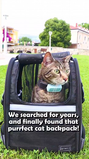 81 reactions · 15 comments | As a cat adventurer, having a backpack...