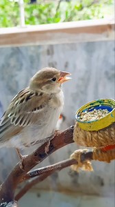 784K views · 10K reactions | Cute Guest  . . . #sparrows #housesparrow #birdfeeding #birding #birdfood #birdfeeder #LittleConversationssana #nature | How To Invite Birds | Facebook