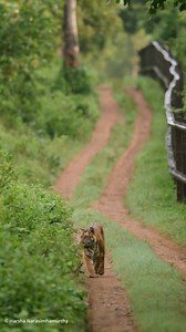📍 ಕಬಿನಿ - Kabini The jungle wakes up as the late matriarch of #kabini walks patrolling her territory. Thanks to her, we saw a good increase in the tiger population in the park and her daughters now are carrying forward the legacy of the Russel line family. To know more about Kabini https://www.karnatakatourism.org/kabini-the-land-of-spectacular-landscapes-and-wildlife/ VC 🎥 : @harsha_narasimhamurthy #kabini #natgeo #natgeoindia #bbcearth #kabiniforest #yourshotphotographer #visitkarnataka #Kar