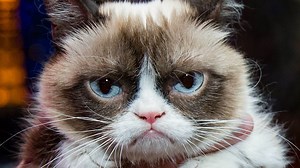 How did Grumpy Cat die and what was her net worth?