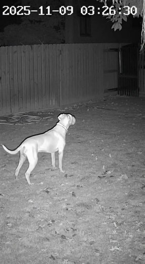 Dog caught an scp in the yard #ai #scp #sora2 #animals #funny #trending #youtubeshorts #shorts