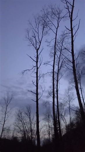 8:53 PM | The last light in the taiga. On the edge of night. The last minutes of light.