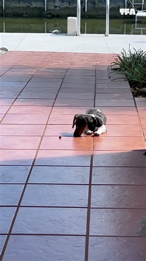 Dog gets snack stolen right out from under him 😆 #animals #shorts #funny